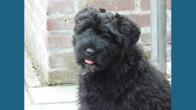 Bouvier des Flandres 12