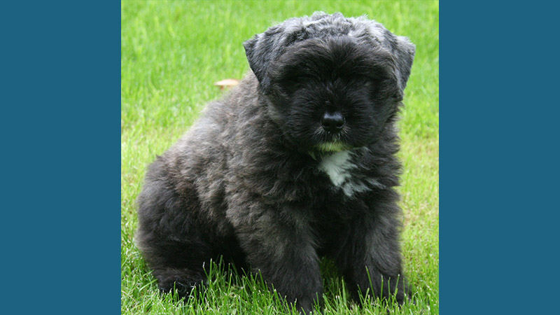 Bouvier des Flandres 14