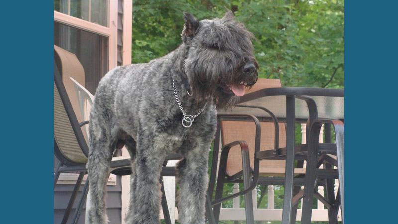 Bouvier des Flandres 15