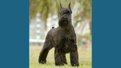 Bouvier des Flandres 16