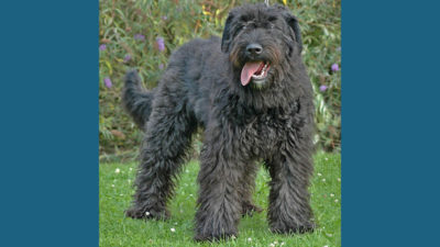 Bouvier des Flandres 2