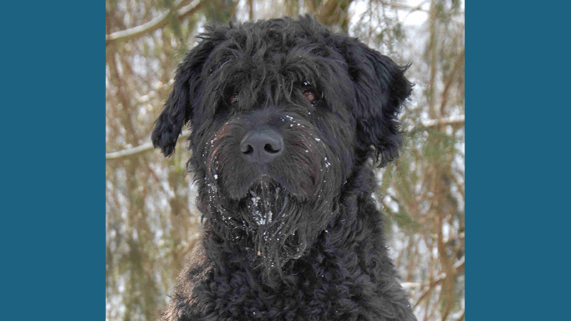 Bouvier des Flandres 3