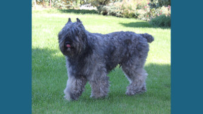 Bouvier des Flandres 5