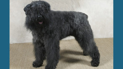 Bouvier des Flandres 6