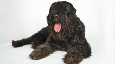 Bouvier des Flandres 7