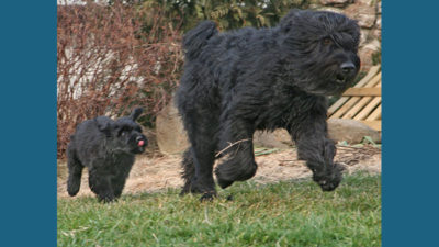 Bouvier des Flandres 8