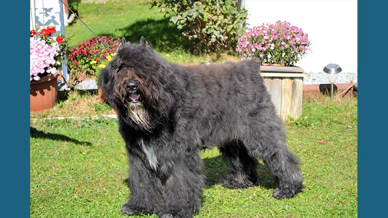 Bouvier des Flandres 9