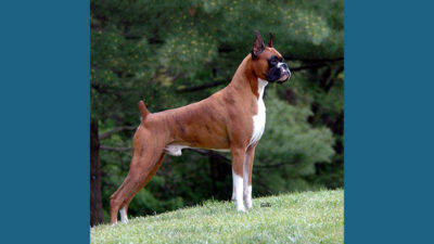 Boxer 14