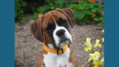 Boxer 7