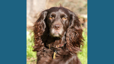 Boykin Spaniel 1