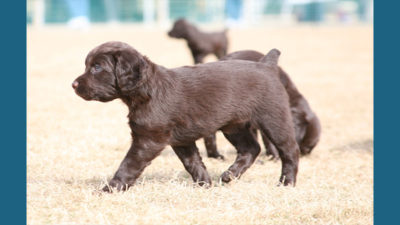 Boykin Spaniel 10