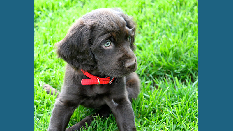 Boykin Spaniel 11