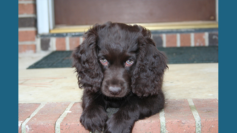 Boykin Spaniel 12