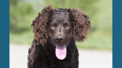 Boykin Spaniel 2