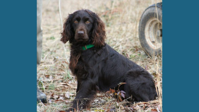 Boykin Spaniel 3