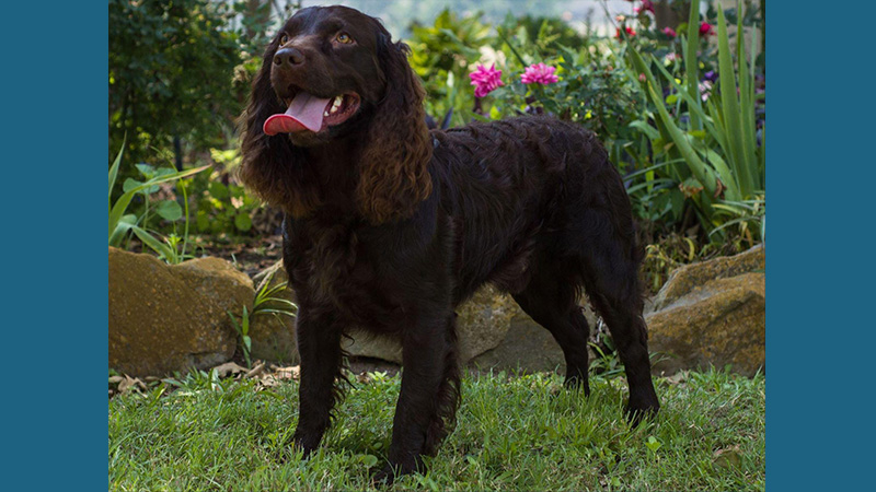 Boykin Spaniel 4