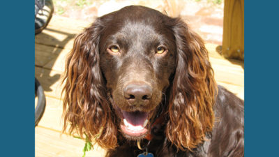 Boykin Spaniel 5