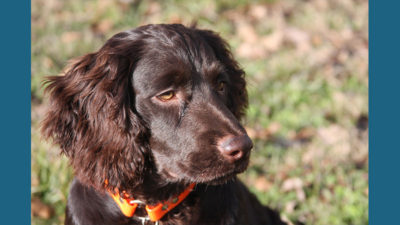 Boykin Spaniel 6