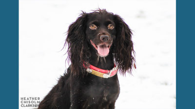 Boykin Spaniel 7