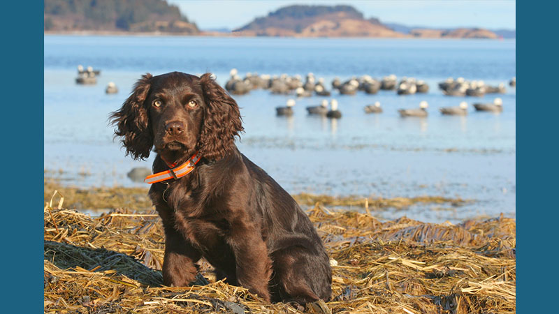 Boykin Spaniel 8