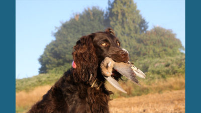 Boykin Spaniel 9