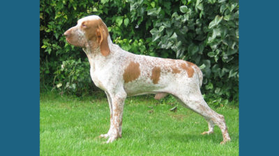 Bracco Italiano 1