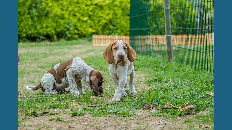 Bracco Italiano 10