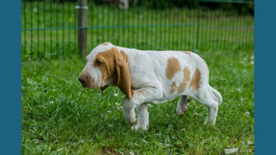 Bracco Italiano 11