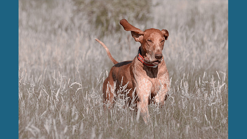 Bracco Italiano 13