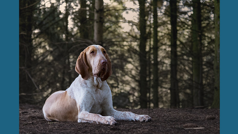 Bracco Italiano 14