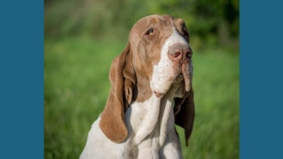 Bracco Italiano 15