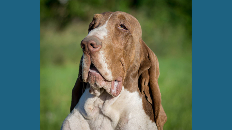 Bracco Italiano 16