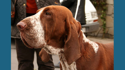 Bracco Italiano 3