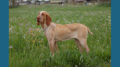 Bracco Italiano 4