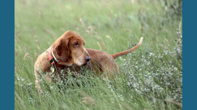 Bracco Italiano 5