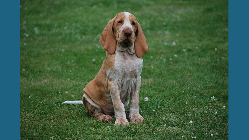 Bracco Italiano 7