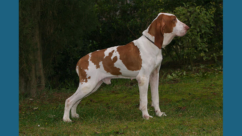 Bracco Italiano 9