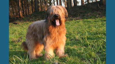 Briard 1