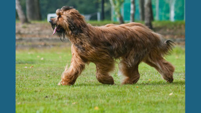 Briard 10