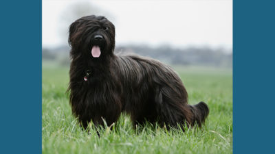 Briard 11