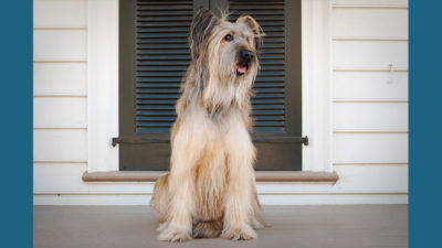 Briard 13