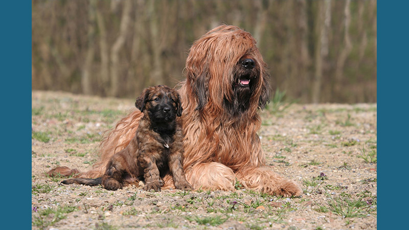 Briard 14