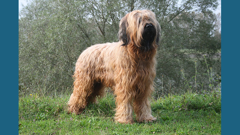 Briard 15