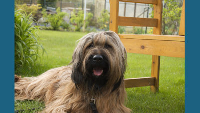 Briard 16