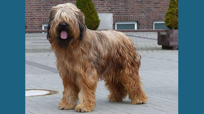 Briard 17