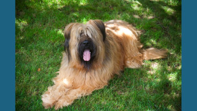 Briard 2