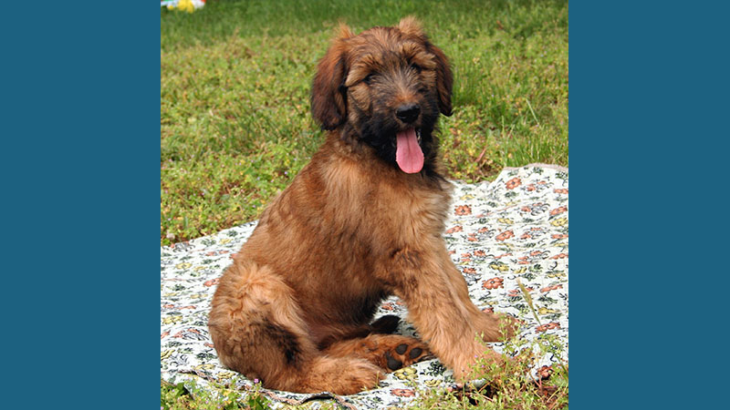 Briard 3