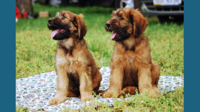 Briard 4