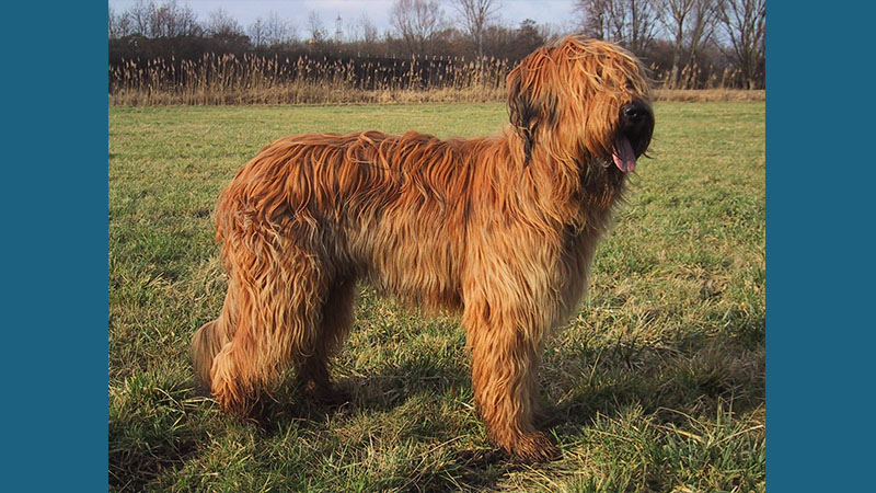 Briard 5