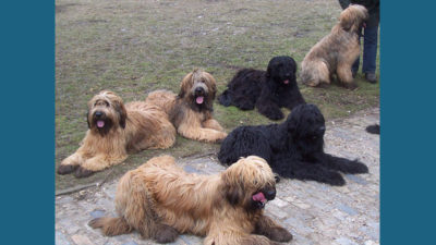 Briard 6